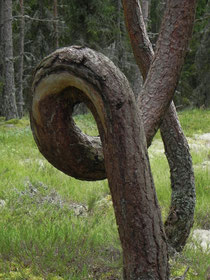 Der "Gordische Knoten" - ein Purzelbaum der Natur!