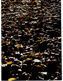 Herbstlaub